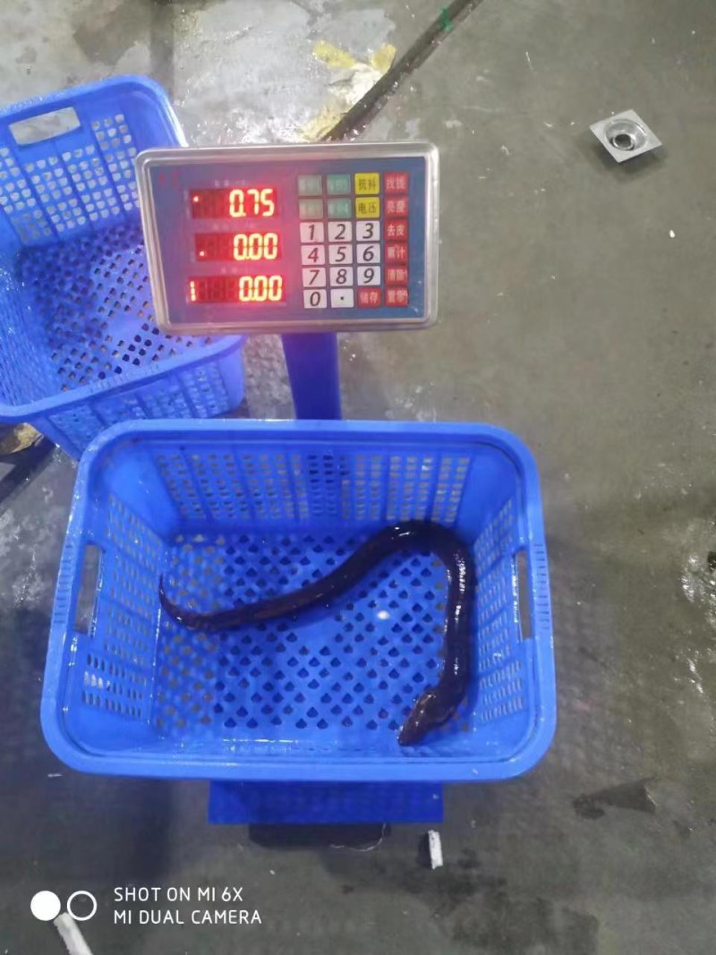 一斤以上的大黄鳝，