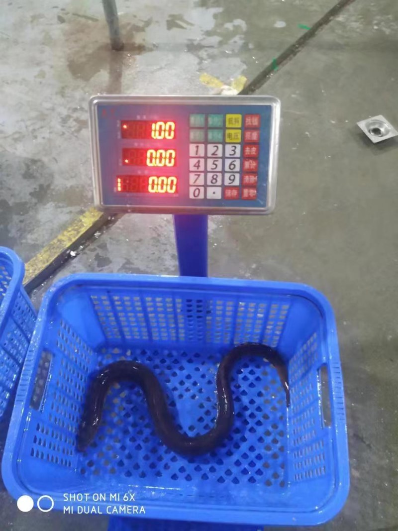 一斤以上的大黄鳝，