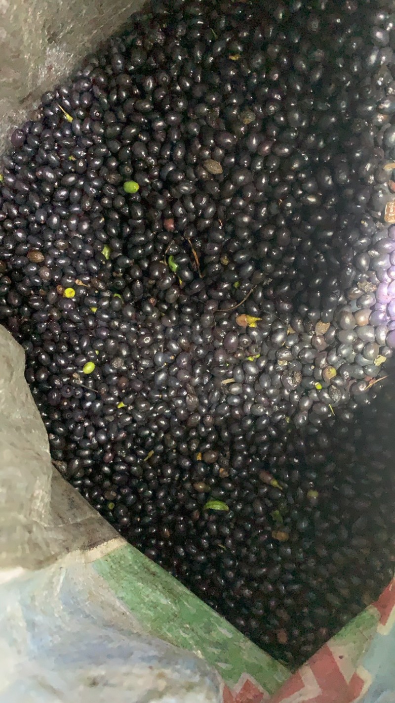 天竺桂种子