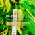 香金葚奶油长果桑二年苗桑葚苗口感香甜如蜜