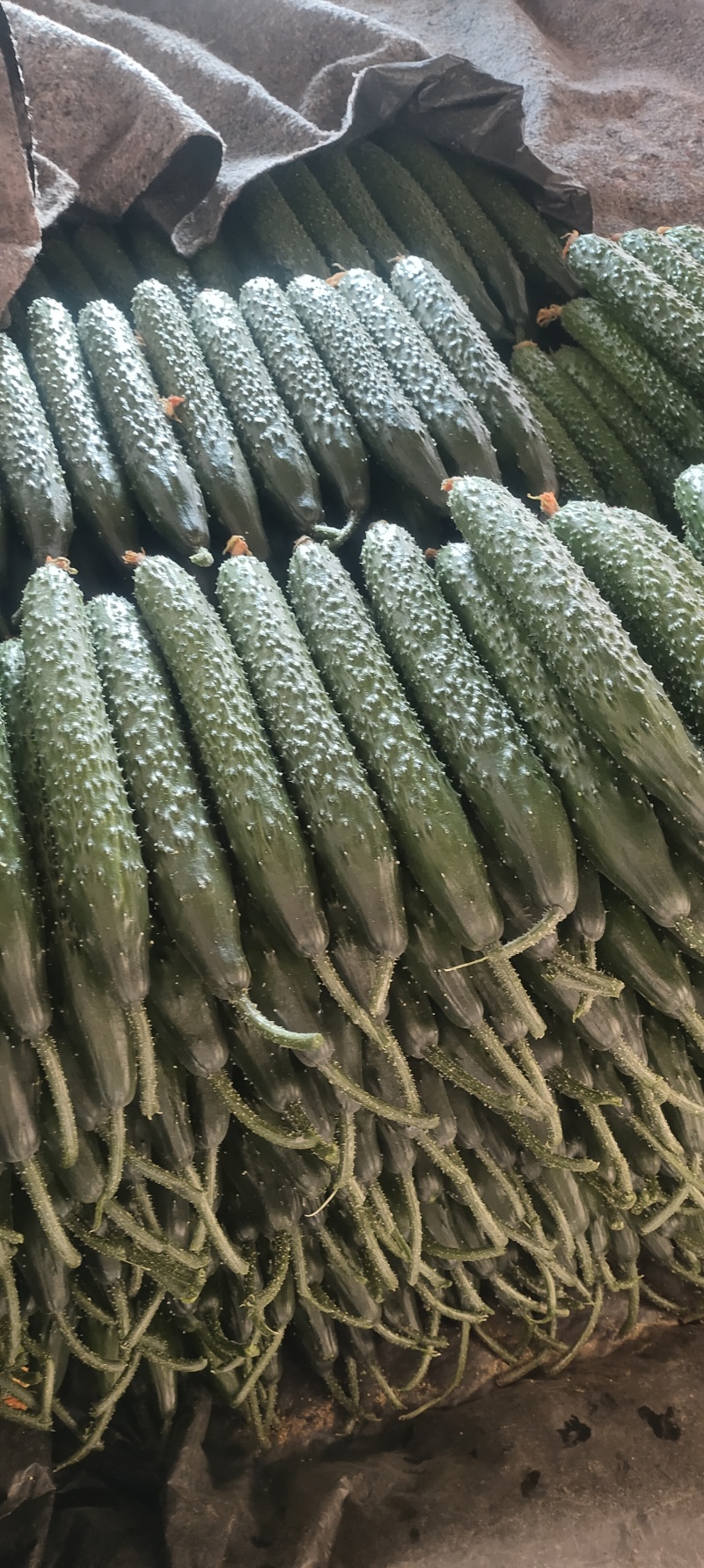 新瓜大量上市