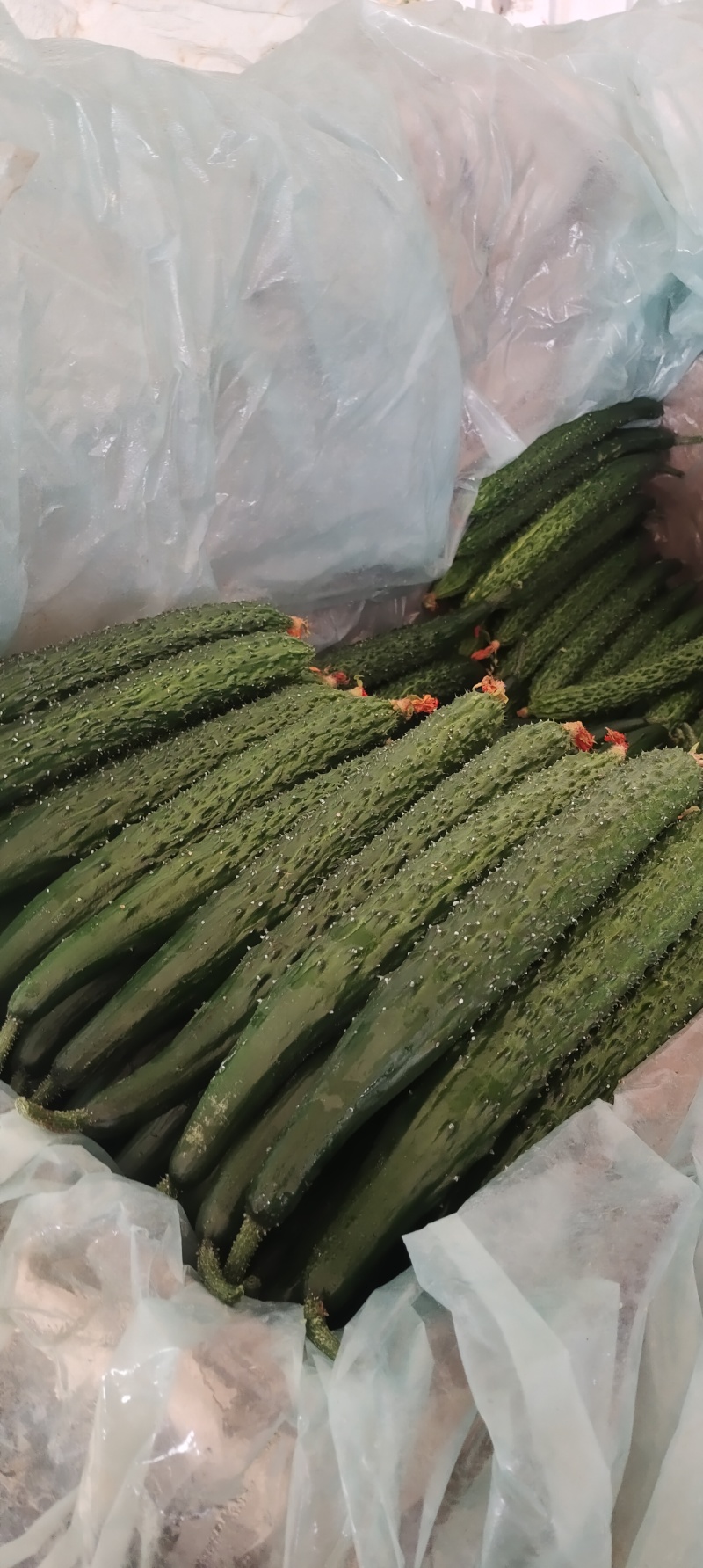 新瓜大量上市