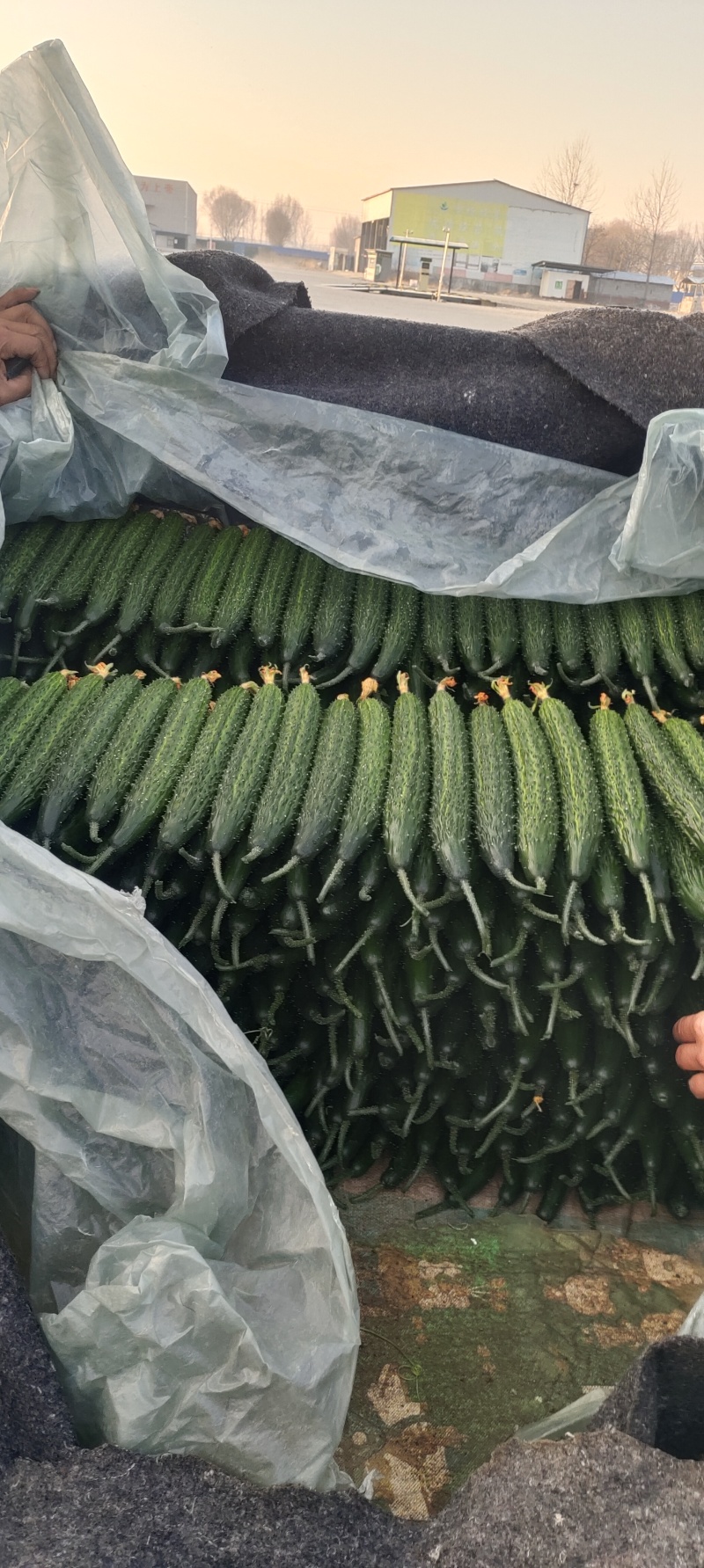 新瓜大量上市