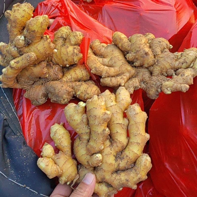 【实力】电商货市场货小黄姜(精品风干姜/水洗姜/沙土姜)