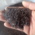 三年生桔梗籽，出芽率高，品质好，2025新货桔梗种籽
