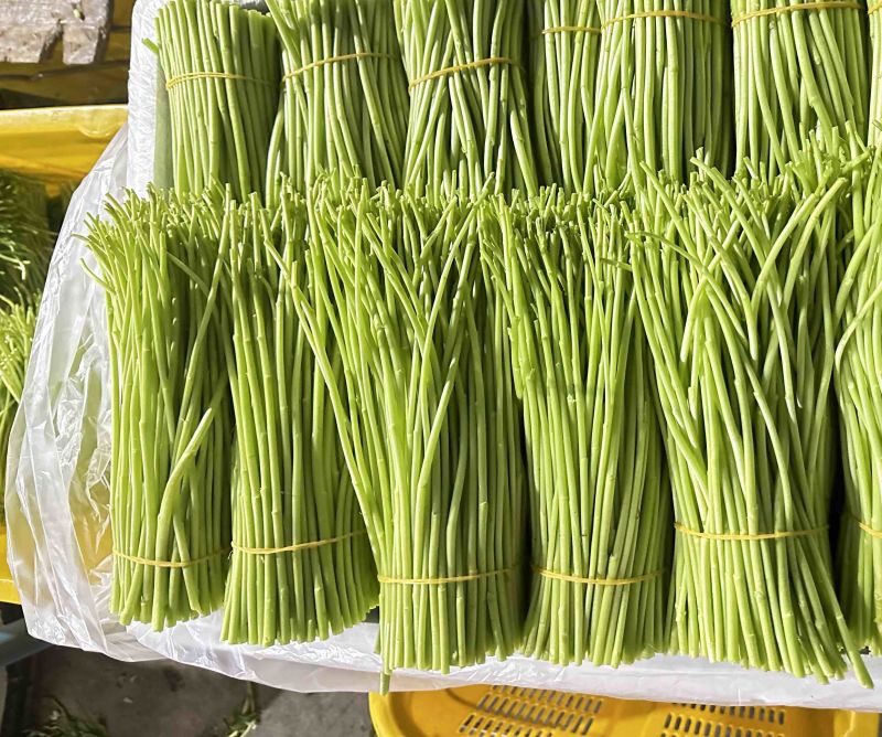 精品芦蒿大量供应