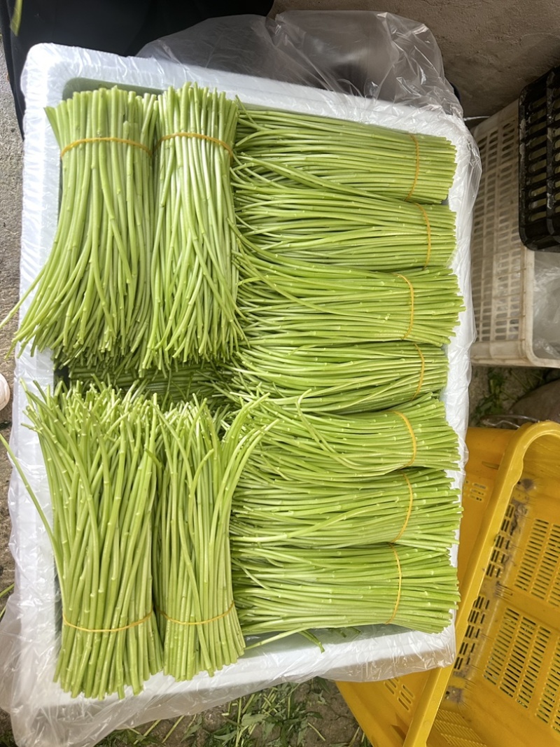 精品芦蒿大量供应