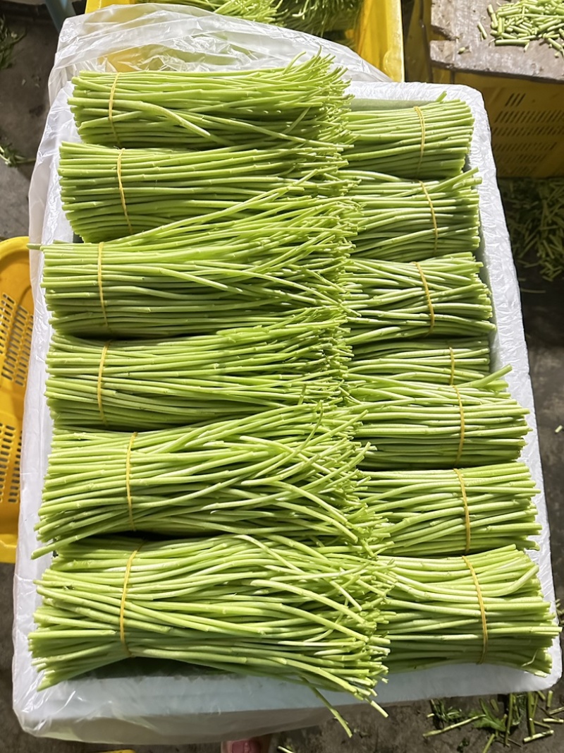 精品芦蒿大量供应