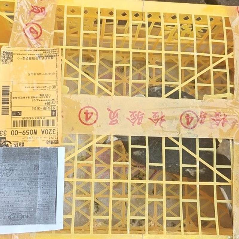 一件六只起发，包邮到家