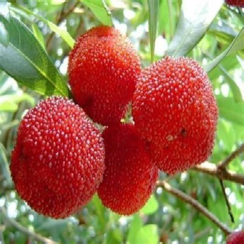 花木种子杨梅种子当年新种籽林木种子果树种子杨梅种子