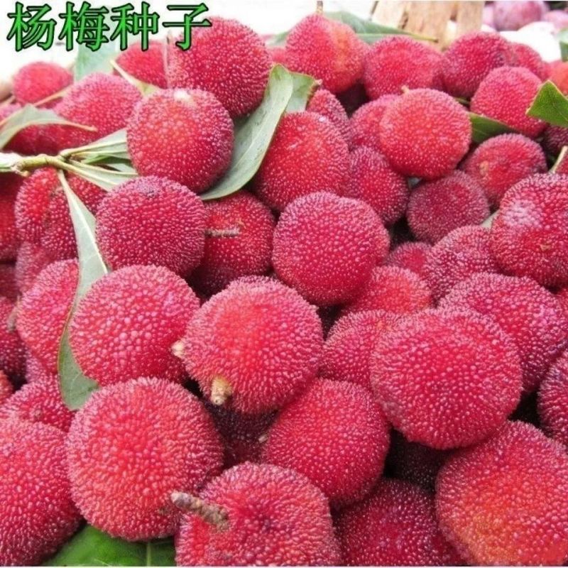 花木种子杨梅种子当年新种籽林木种子果树种子杨梅种子
