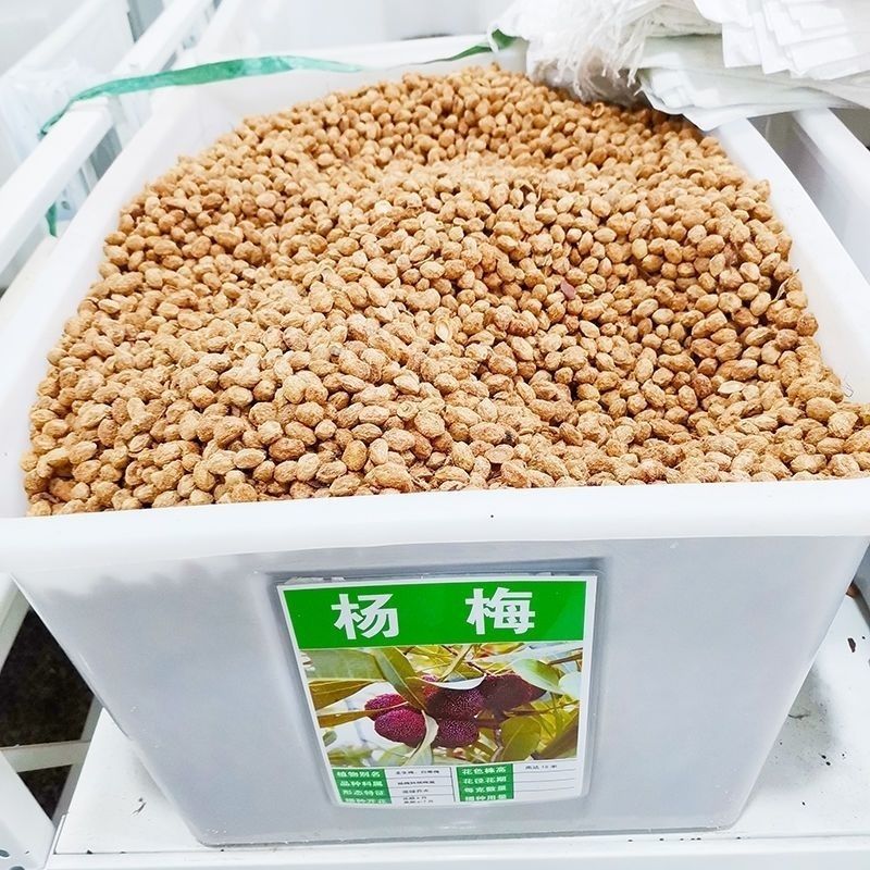 新采杨梅种子优质杨梅果树种子适合家庭种植果园育苗果