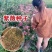 新采收紫薇种子籽紫薇花紫薇树种子火球红红火箭紫薇种子多年