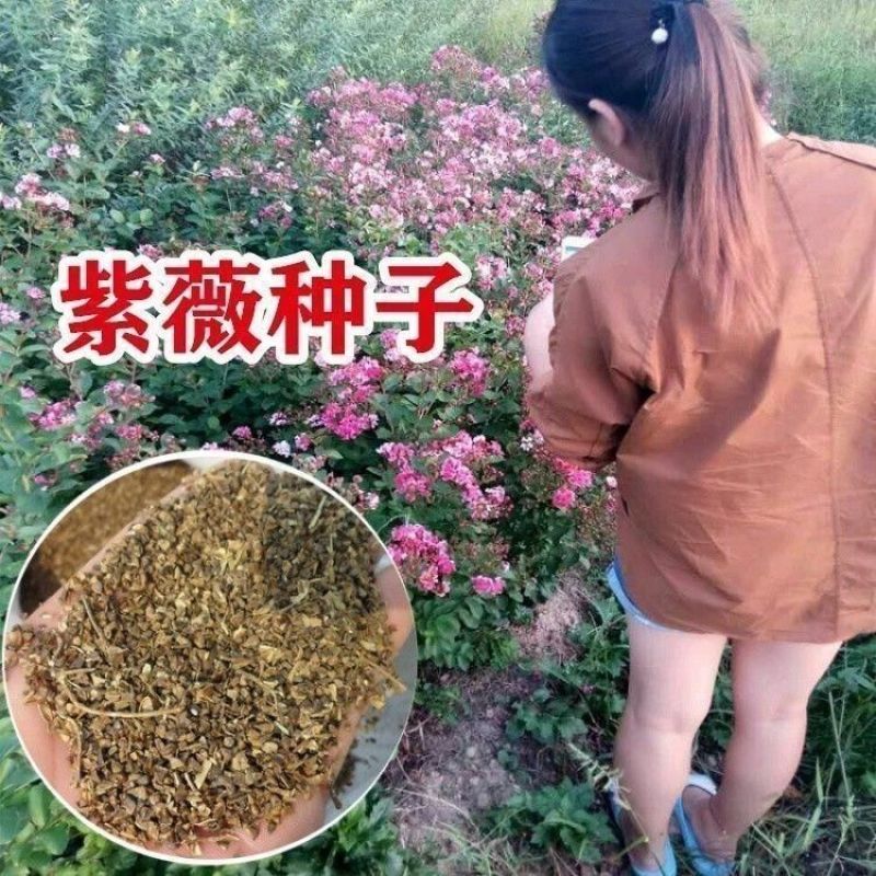 新采收紫薇种子籽紫薇花紫薇树种子火球红红火箭紫薇种子多年