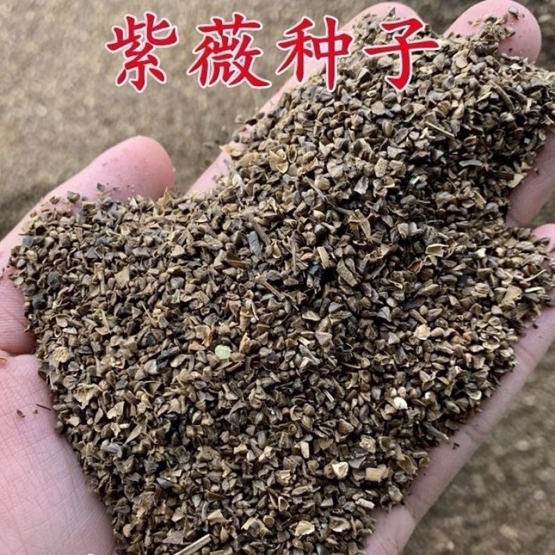 新采收紫薇种子籽紫薇花紫薇树种子火球红红火箭紫薇种子多年
