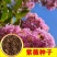 新采收紫薇种子籽紫薇花紫薇树种子火球红红火箭紫薇种子多年