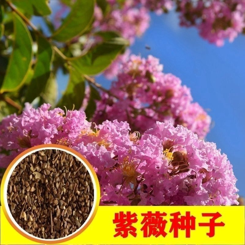 新采收紫薇种子籽紫薇花紫薇树种子火球红红火箭紫薇种子多年