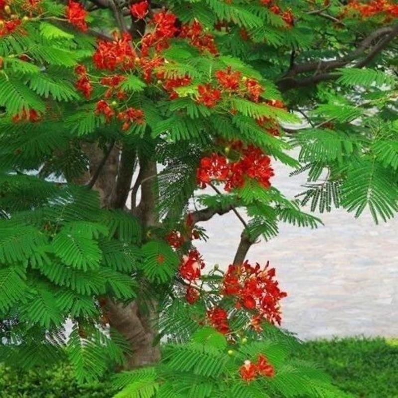 凤凰木种子红花楹种子金凤种子火树种子风景树绿化易种活苗木