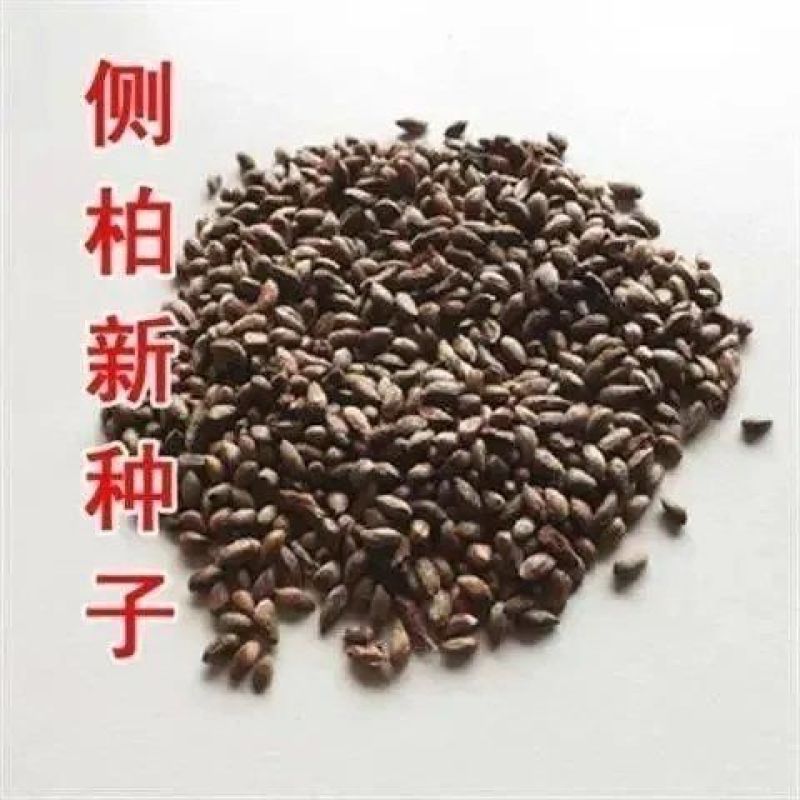 柏树种子扁柏种子侧柏种子林木种子柏树籽种子松柏