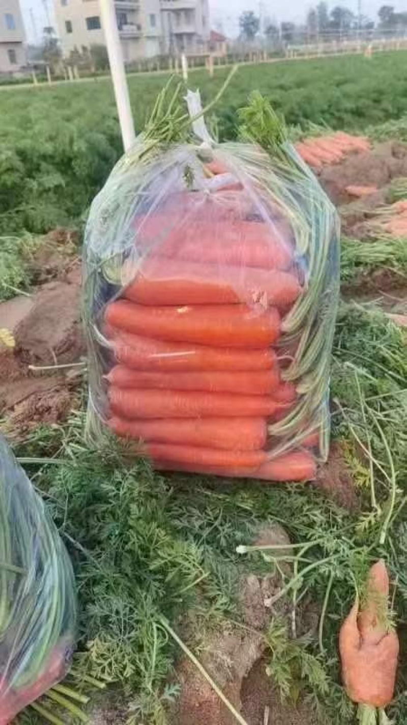 胡萝卜，福建蔬菜胡萝卜精品胡萝卜，大量上市，万亩基地合作