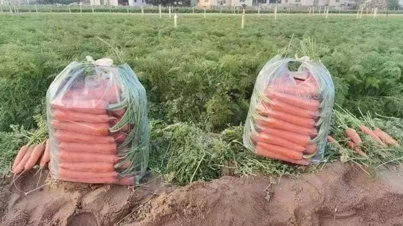 胡萝卜，福建蔬菜胡萝卜精品胡萝卜，大量上市，万亩基地合作