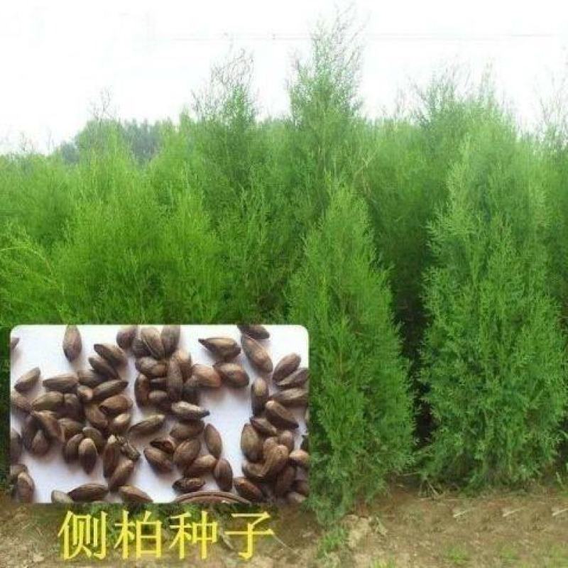 侧柏种子柏树种籽耐寒林木景观绿化侧柏种子