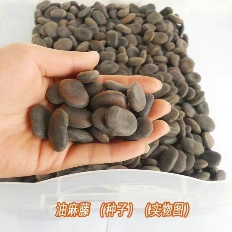 品质种子油麻藤油麻藤种子多年生豆科爬藤植物产地直销四季