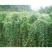 品质种子油麻藤油麻藤种子多年生豆科爬藤植物产地直销四季