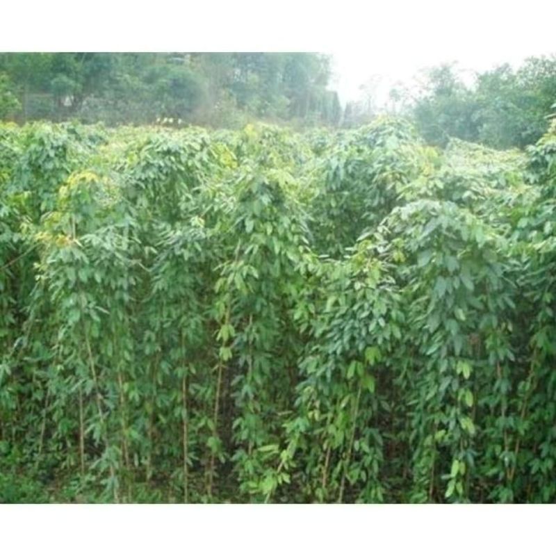 品质种子油麻藤油麻藤种子多年生豆科爬藤植物产地直销四季