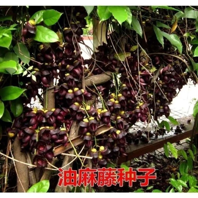 品质种子油麻藤油麻藤种子多年生豆科爬藤植物产地直销四季