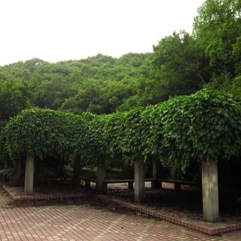 品质种子油麻藤油麻藤种子多年生豆科爬藤植物产地直销四季
