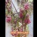 品质种子油麻藤油麻藤种子多年生豆科爬藤植物产地直销四季