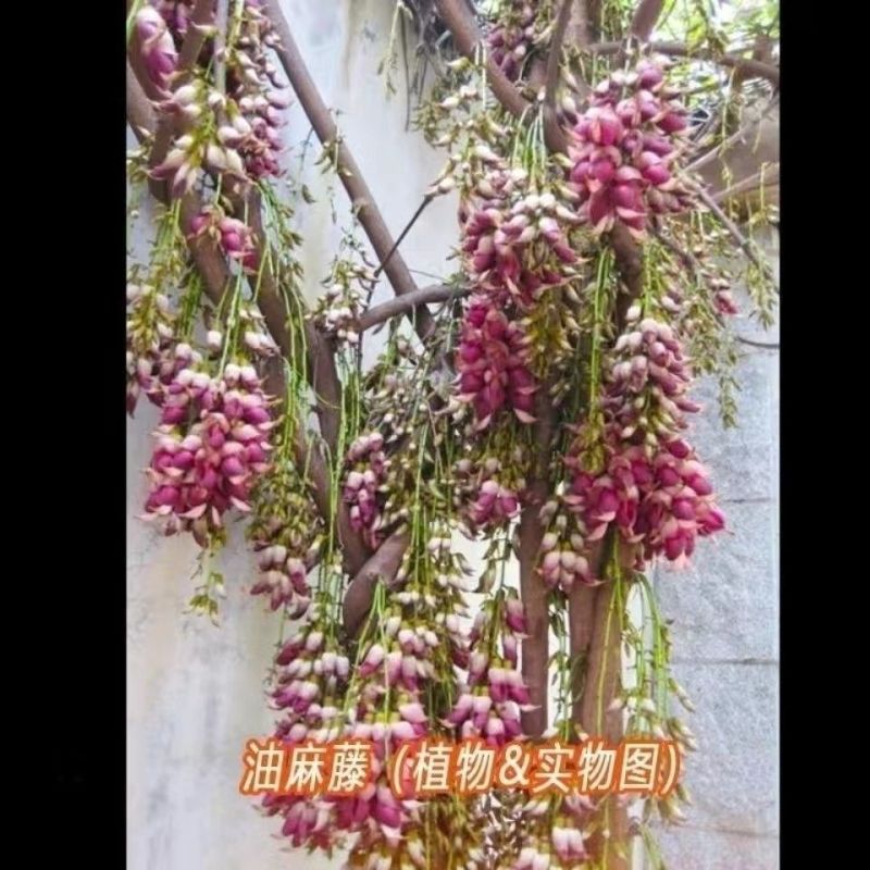品质种子油麻藤油麻藤种子多年生豆科爬藤植物产地直销四季