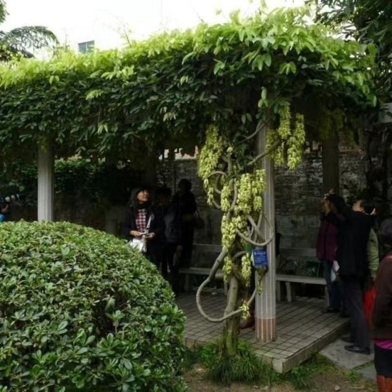 品质种子油麻藤油麻藤种子多年生豆科爬藤植物产地直销四季