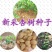 新杏子种子果树杏树种子杏核家杏种子山杏种子新手易种阳