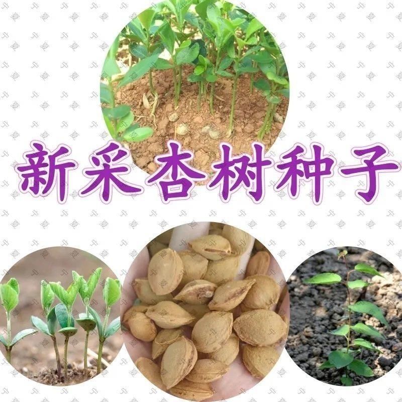新杏子种子果树杏树种子杏核家杏种子山杏种子新手易种阳