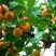 新杏子种子果树杏树种子杏核家杏种子山杏种子新手易种阳