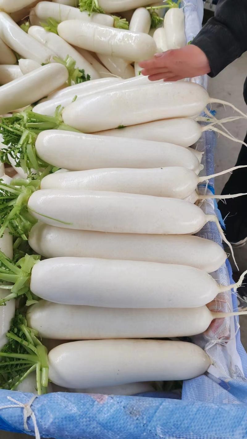 湖北枝江精品白萝卜大量上市中，欢迎新老客户前来选购！