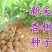 新杏子种子果树杏树种子杏核家杏种子山杏种子新手易种易活