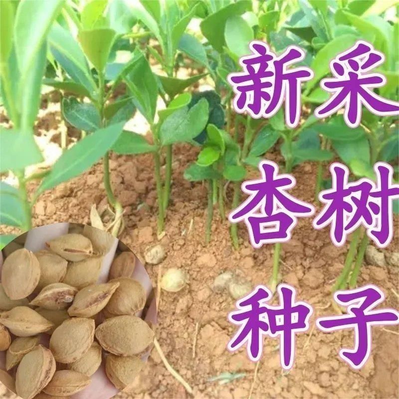 新杏子种子果树杏树种子杏核家杏种子山杏种子新手易种易活