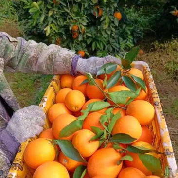 【无中间商】纽荷尔脐橙果农直发市场货发货快包售后来电