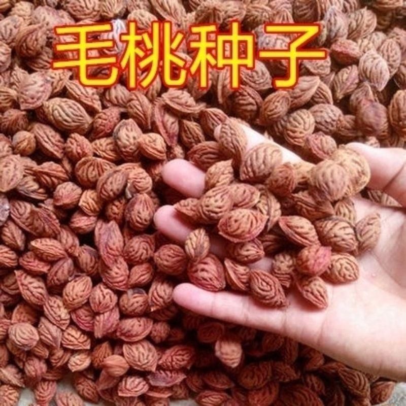 毛桃种子毛桃核种子桃树种子大桃种子山桃种子包发芽