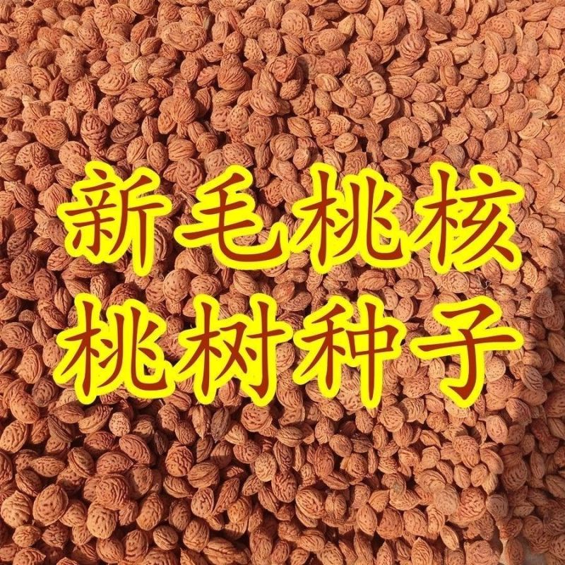 毛桃种子毛桃核种子桃树种子大桃种子山桃种子包发芽