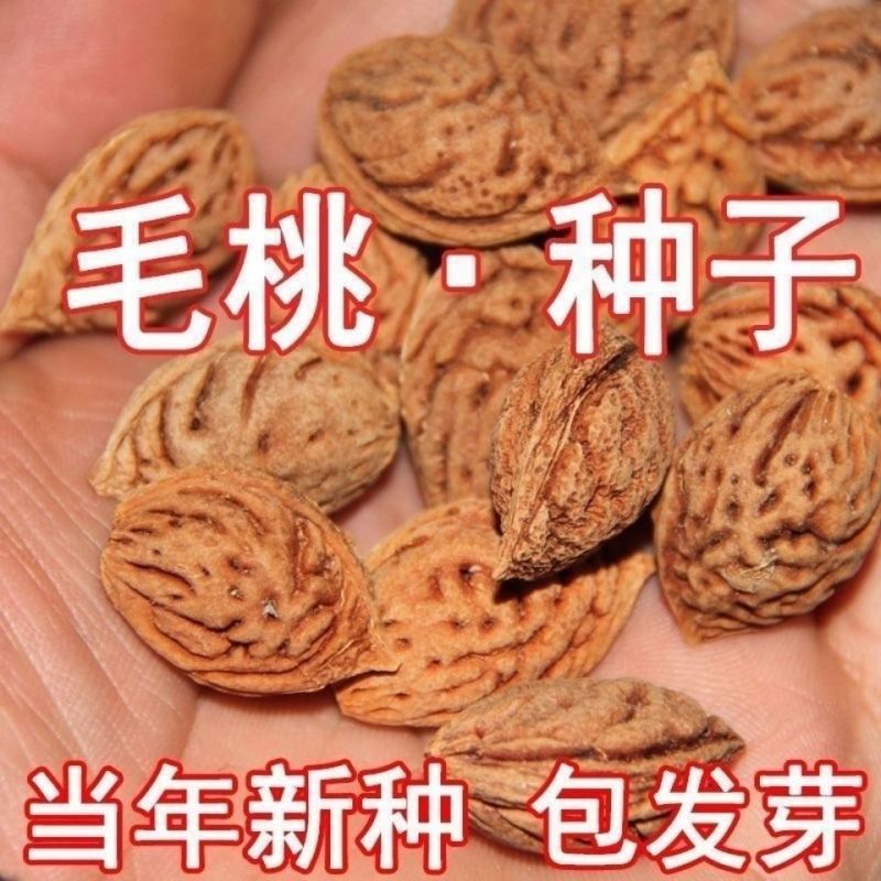 毛桃种子毛桃核种子桃树种子大桃种子山桃种子包发芽