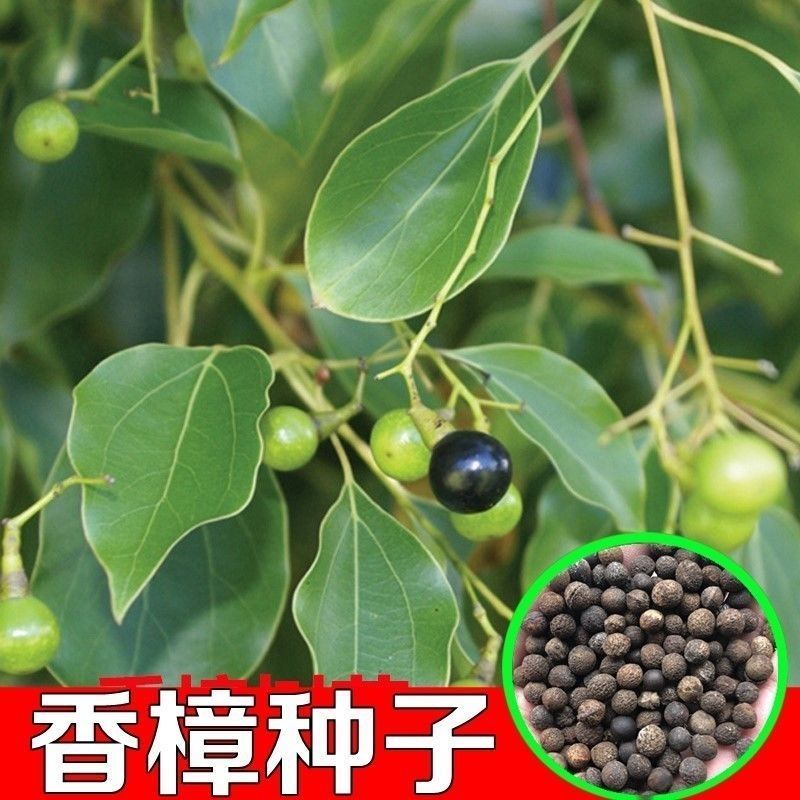新采香樟种子大叶香樟小叶香樟樟树种芳樟樟木林木种子香樟树