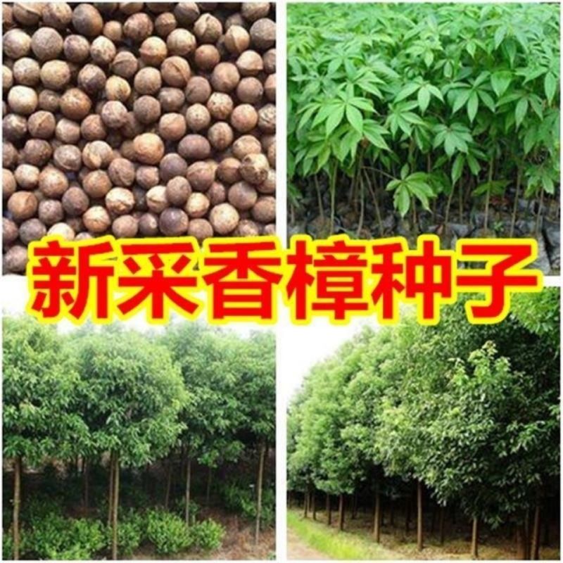 新采香樟种子大叶香樟小叶香樟樟树种芳樟樟木林木种子香樟树