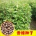 新采香樟种子大叶香樟小叶香樟樟树种芳樟樟木林木种子香樟树