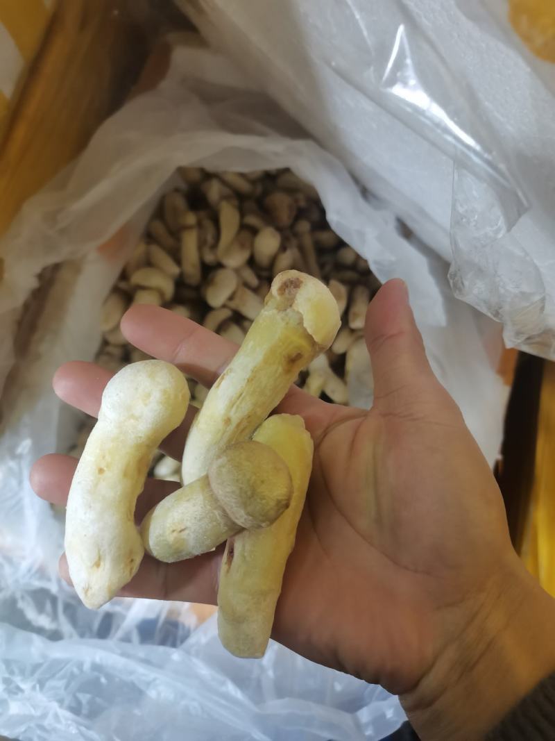 精品冻干、冷冻野生松茸20吨库存（承接电商发货）