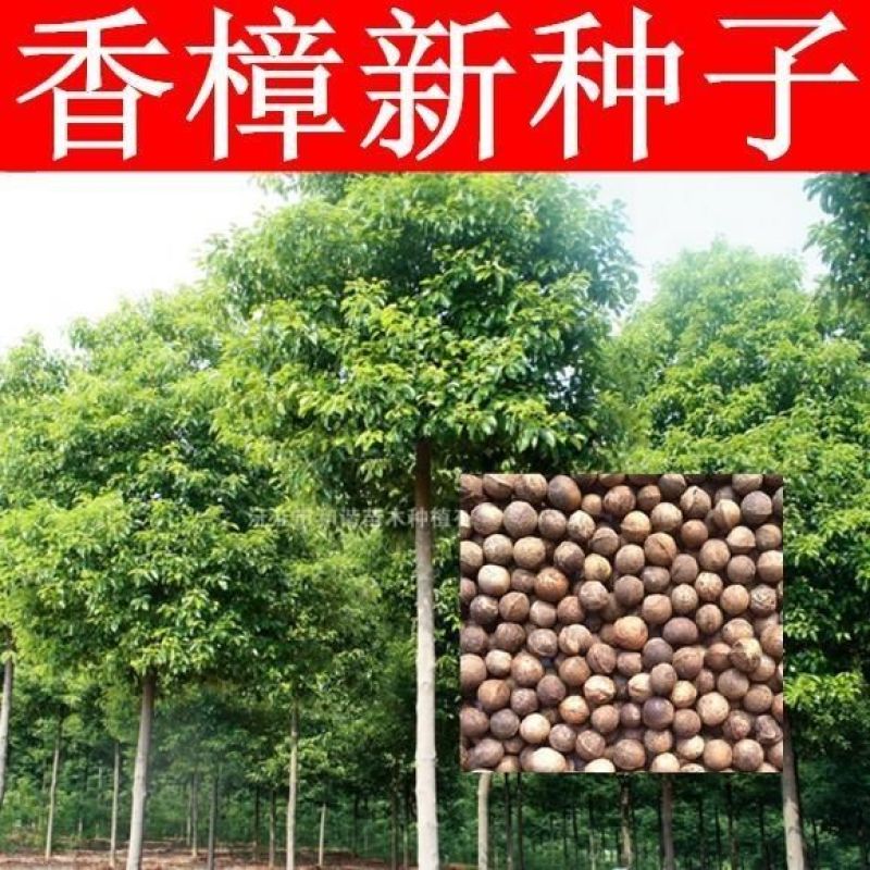 新采香樟种子大叶小叶香樟籽绿化行道香樟树种子四季青樟树种