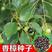 新采香樟种子大叶小叶香樟籽绿化行道香樟树种子四季青樟树种